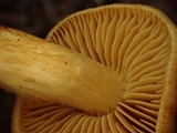 Cortinarius gentilis image