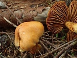 Cortinarius gentilis image