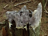 Fuligo septica image