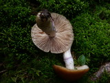 Cortinarius caperatus image