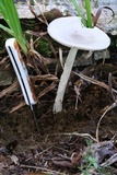 Amanita sect. Vaginatae image