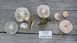 Pseudohiatula irrorata image