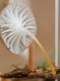 Pseudohiatula irrorata image