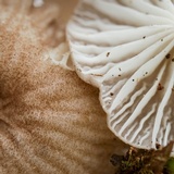 Pseudohiatula irrorata image