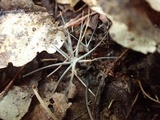 Xylaria tentaculata image