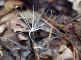 Xylaria tentaculata image