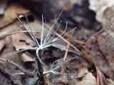 Xylaria tentaculata image