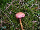 Image of Chalciporus pseudorubinus