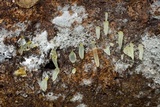 Gloeomucro chlorinus image