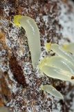Gloeomucro chlorinus image