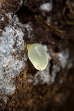 Gloeomucro chlorinus image