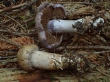 Cortinarius variicolor image