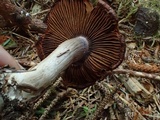 Cortinarius variicolor image