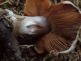 Cortinarius variicolor image