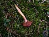 Chalciporus pseudorubinus image