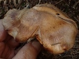 Cortinarius variicolor image