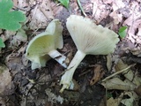 Clitocybe odora image