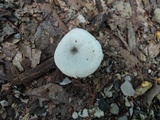Clitocybe odora image
