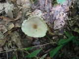 Clitocybe odora image