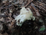 Helvella crispa image