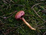 Chalciporus pseudorubinus image