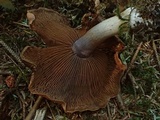 Cortinarius variicolor image