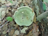 Russula heterophylla image