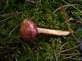 Chalciporus pseudorubinus image
