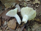 Russula heterophylla image
