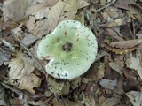 Russula heterophylla image