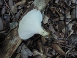 Polyporus craterellus image