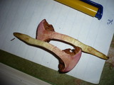 Chalciporus pseudorubinus image