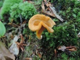 Cantharellus ignicolor image