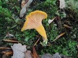 Cantharellus ignicolor image