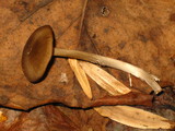 Entoloma strictius image