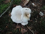 Clitopilus prunulus image