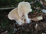 Clitopilus prunulus image