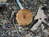Coltricia perennis image