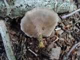 Coltricia perennis image