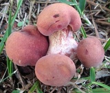 Baorangia bicolor image