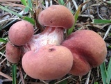 Baorangia bicolor image