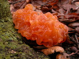 Phaeotremella frondosa image