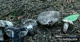 Russula albonigra image