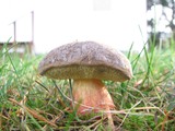 Boletus chrysenteron image