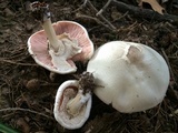 Agaricus placomyces image