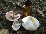 Agaricus placomyces image