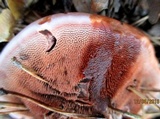 Hydnellum peckii image