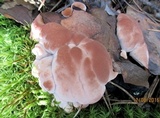 Hydnellum peckii image