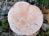 Hydnellum peckii image