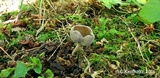 Helvella fibrosa image